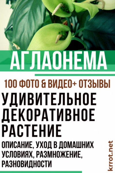 Аглаонема: описание, уход в домашних условиях, размножение, разновидности (100+ Фото & Видео) +Отзывы