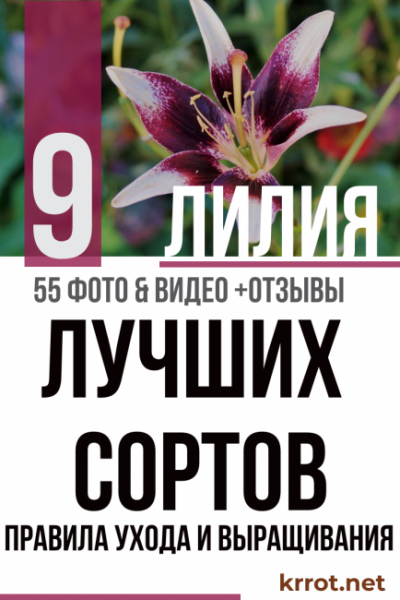 Лилия (55+ Фото) восточной красавицы — описание 9 сортов, правила ухода и выращивания +Отзывы