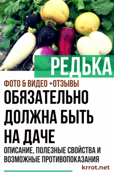 Редька: черная, зеленая и белая. Описание, полезные свойства и возможные противопоказания (Фото & Видео) +Отзывы