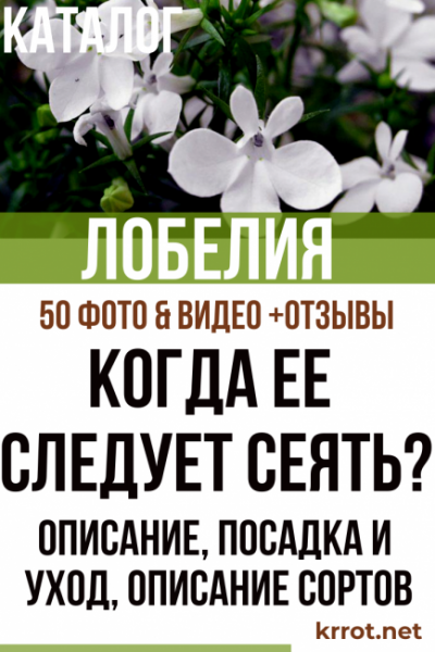 Лобелия: описание, посадка и уход, когда ее следует сеять, описание сортов (50 Фото & Видео) +Отзывы