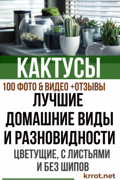 Виды и разновидности домашних кактусов с фото — названия, описания, уход