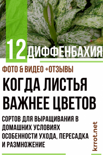 Диффенбахия: описание 12 сортов для выращивания в домашних условиях, особенности ухода, пересадка и размножение (Фото & Видео) +Отзывы