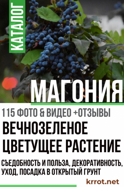 Магония: падуболистная, ползучая, аполло, атропурпуреа – съедобность и полеза, декоративность, уход, посадка в открытый грунт (115+ Фото & Видео) +Отзывы