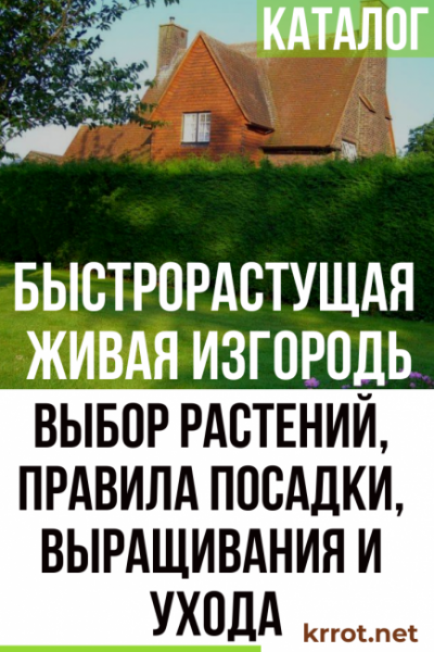 Быстрорастущая многолетняя живая изгородь: выбор растений, правила посадки, выращивания и ухода (Фото & Видео)