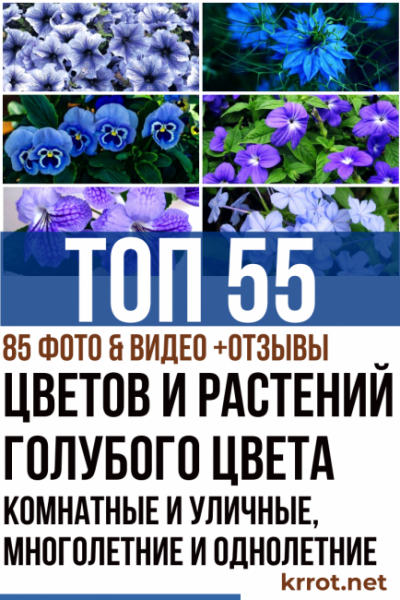 ТОП-55 Цветов и растений голубого цвета для вашего дома и сада. Комнатные и уличные, многолетние и однолетние (85+ Фото & Видео) +Отзывы