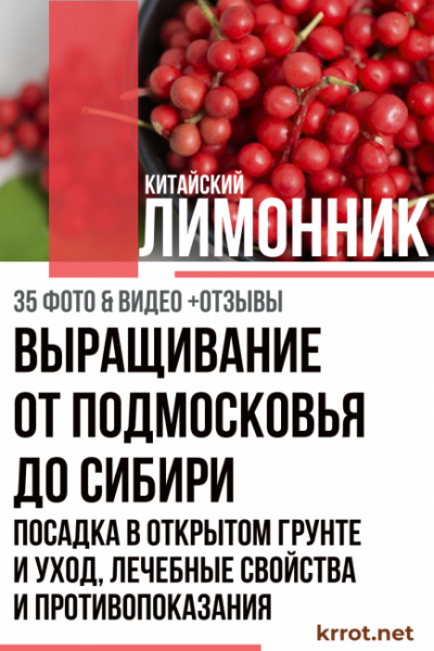 Лимонник китайский: выращивание от Подмосковья до Сибири, посадка в открытом грунте и уход, лечебные свойства и противопоказания (35 Фото & Видео) +Отзывы