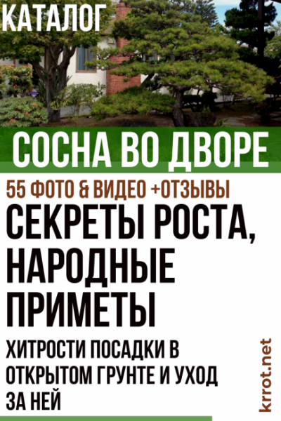 Сосна во дворе: секреты роста, народные приметы, хитрости посадки в открытом грунте и уход за ней (55+ Фото & Видео) +Отзывы