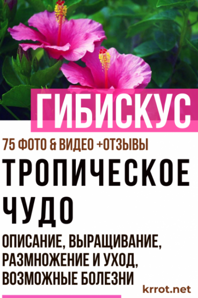 Гибискус (китайская роза): описание, выращивание, размножение и уход, возможные болезни тропической мальвы | (75+ Фото & Видео) +Отзывы