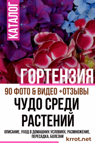 Гортензия (90+ Фото) — описание, уход в открытом грунте, размножение, пересадка, болезни (Видео) +Отзывы