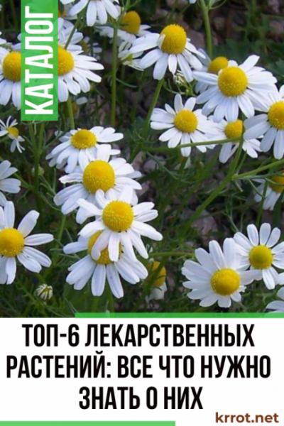 Лекарственные растения и травы: если вы думаете, что все о них знаете, то сильно ошибаетесь (Фото & Видео) +Отзывы