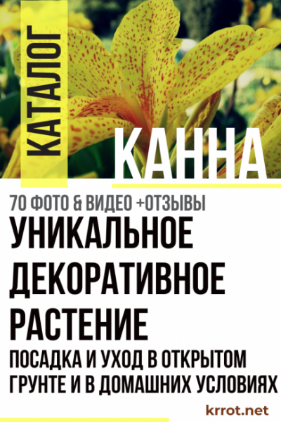 Канна — крупное декоративное растение: описание, посадка и уход в открытом грунте и в домашних условиях (70+ Фото & Видео) +Отзывы