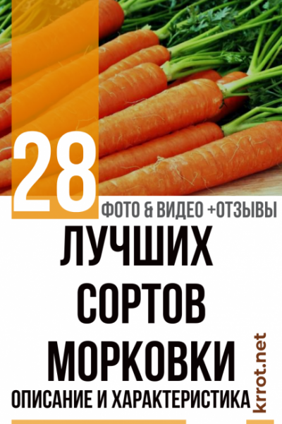 Морковь: описание 28 лучших сортов, характеристика (Фото & Видео) | +Отзывы