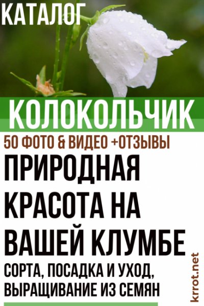 Колокольчик: описание, сорта, посадка и уход, выращивание из семян | (50 Фото &  Видео) +Отзывы