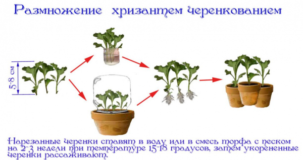 Хризантема домашняя: описание, сорта, выращивание в горшках, уход и размножение, возможные болезни (40+ Фото & Видео) +Отзывы