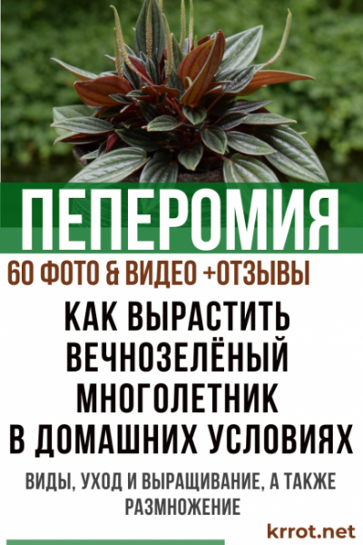 Пеперомии — перечные братья в домашних условиях: описание, виды, уход и выращивание, а также размножение (60+ Фото & Видео) +Отзывы