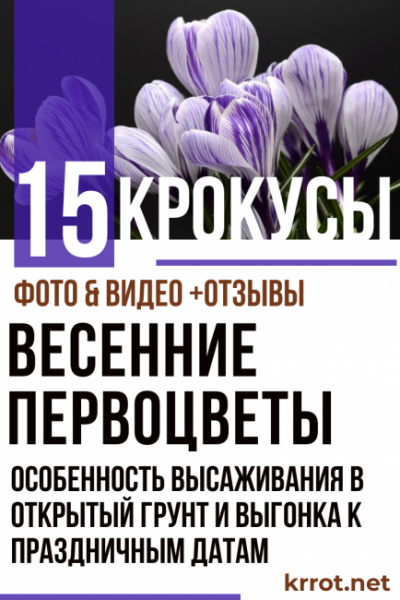 Крокусы: 15 распространенных сортов, особенность высаживания в открытый грунт и выгонка к праздничным датам (Фото & Видео) +Отзывы