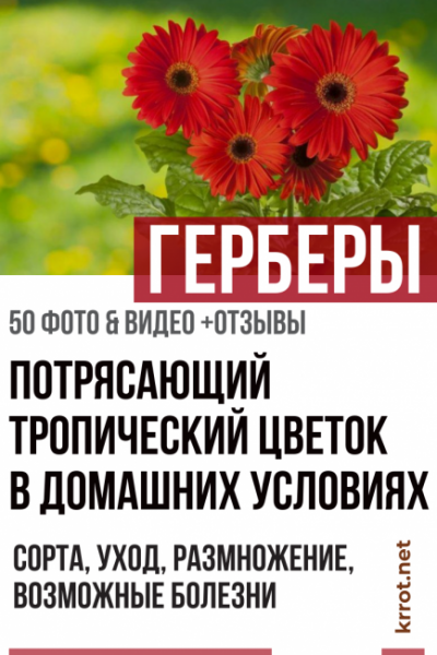 Герберы: как вырастить тропический цветок в домашних условиях. Описание, сорта, уход, размножение, возможные болезни (50+ Фото & Видео) +Отзывы