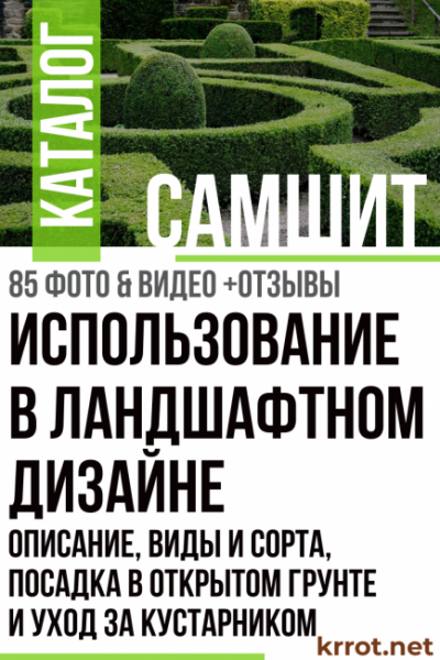 Самшит: описание, виды и сорта, посадка в открытом грунте и уход за кустарником, использование в ландшафтном дизайне (85+ Фото & Видео) +Отзывы