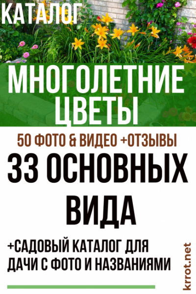 Многолетние цветы (ТОП-50 видов): садовый каталог для дачи с фото и названиями | Видео + Отзывы