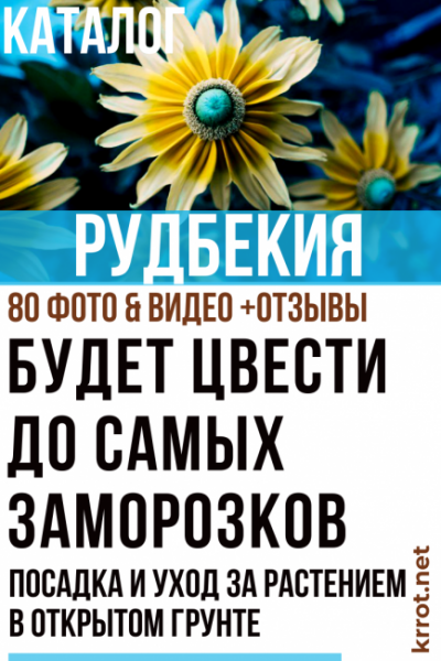 Рудбекия: посадка и уход за растением в открытом грунте. Сорта рудбекии для оформления приусадебного участка, полезные свойства (80+ Фото & Видео) +Отзывы