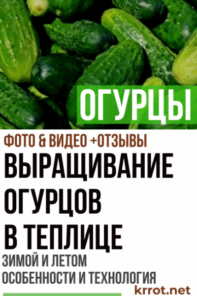 Выращивание огурцов в теплице из поликарбоната, зимой и летом: особенности и технология (Фото & Видео) +Отзывы