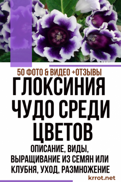 Глоксиния или Синнингия? Описание, виды, выращивание из семян или клубня, уход, размножение (50 Фото & Видео) +Отзывы