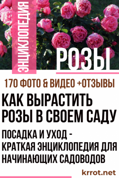 Как вырастить розы в своем саду: посадка и уход — краткая энциклопедия для начинающих садоводов (170 Фото)