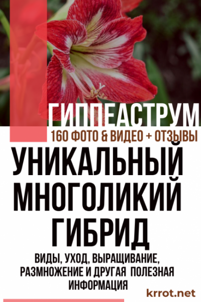 Цветок гиппеаструм домашний — многоликий гибрид: описание, виды, уход, выращивание, размножение и другая полезная информация (160 Фото) +Отзывы