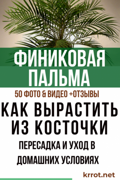 Финиковая пальма: особенности выращивания из косточки в домашних условиях, пересадка и уход | (50 Фото) +Отзывы