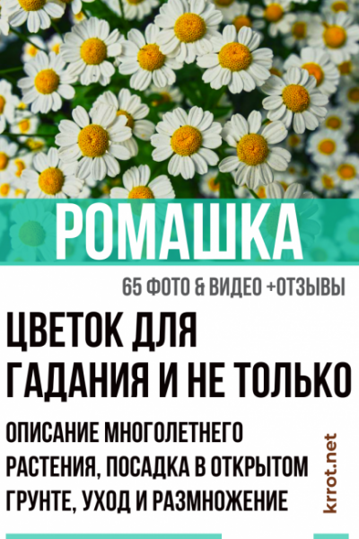 Ромашка —  цветок для гадания и не только: описание многолетнего растения, посадка в открытом грунте, уход и размножение (65+ Фото & Видео) +Отзывы