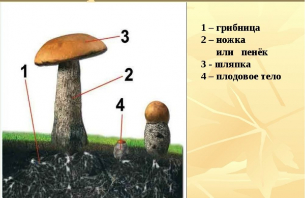 Съедобные и несъедобные грибы, грибы-двойники. 16 видов с названиями и описанием (Фото & Видео) +Отзывы