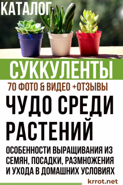 Суккуленты: Описание, Виды, Выращивание, Посадка, Размножение и Уход в домашних условиях, полезные свойства (70+ Фото & Видео) +Отзывы