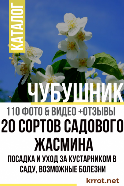 Чубушник: описание 20 сортов, посадка и уход за кустарником в саду, возможные болезни (110+ Фото & Видео) +Отзывы