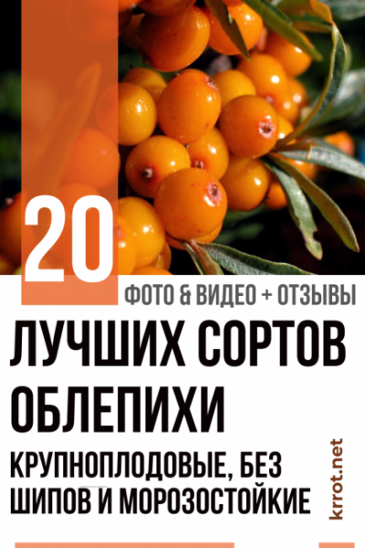 Облепиха: описание 20 лучших сортов. Крупноплодовые, без шипов и морозостойкие (Фото & Видео) +Отзывы