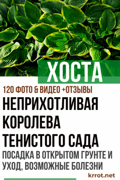 Хоста: описание, виды и сорта, посадка в открытом грунте и уход, возможные болезни (120+ Фото & Видео) +Отзывы