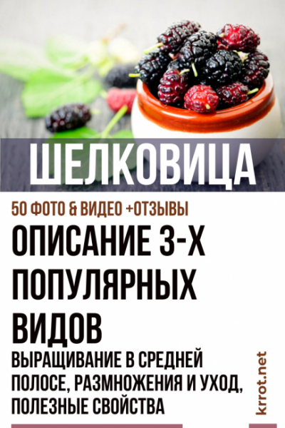 Шелковица: описание 3 популярных видов, выращивание в средней полосе, размножения и уход, полезные свойства (50+ Фото & Видео) +Отзывы