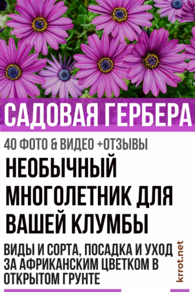 Садовая гербера: описание, виды и сорта, посадка и уход за африканским цветком в открытом грунте, размножение, возможные болезни (40+ Фото & Видео)