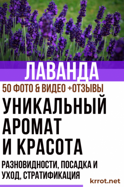 Выращивание Лаванды из семян у себя дома: описание, разновидности, посадка и уход, стратификация | (50+ Фото & Видео) +Отзывы