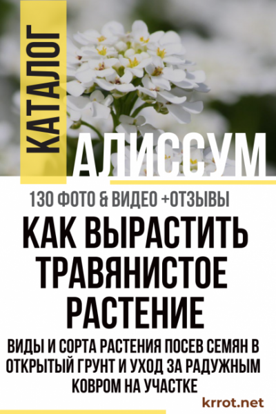 Алиссум: виды и сорта растения, посев семян в открытый грунт и уход за радужным ковром на участке (130 Фото) +Отзывы