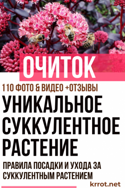 Очиток: виды и сорта для выращивания в домашних условиях и открытом грунте. Правила посадки и ухода за суккулентным растением (110+ Фото & Видео) +Отзывы