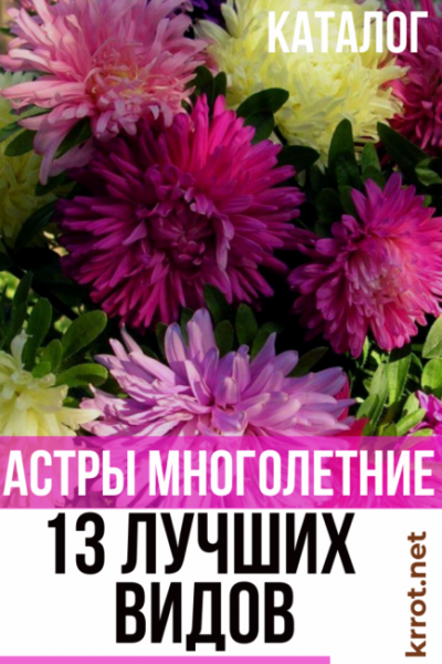 Астры многолетние: описание 13 видов, уход и посадка в домашних условиях, способы размножения и выращивания из семян (Фото & Видео) +Отзывы