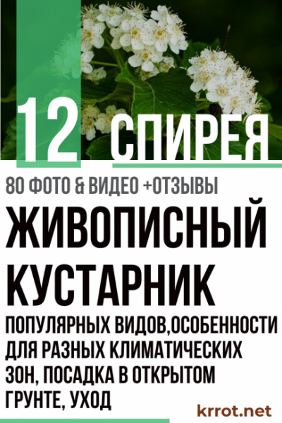 Спирея: описание 12 популярных видов, посадка в открытом грунте, уход, особенности для разных климатических зон включая Сибирь (80+ Фото & Видео) +Отзывы