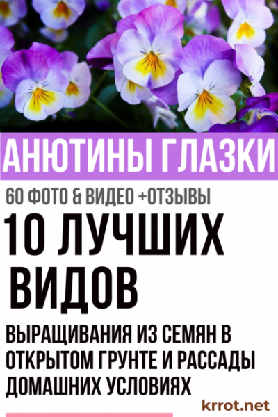 Анютины глазки: 10 видов, описание процесса выращивания из семян в открытом грунте и рассады домашних условиях, использование цветов (60+ Фото & Видео) +Отзывы