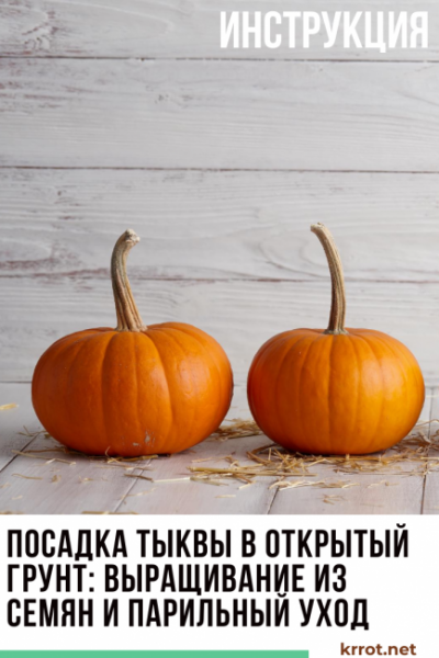 Тыква: посадка семенами в открытый грунт и последующий уход, описание лучших сортов, особенности агротехники | (Фото & Видео)