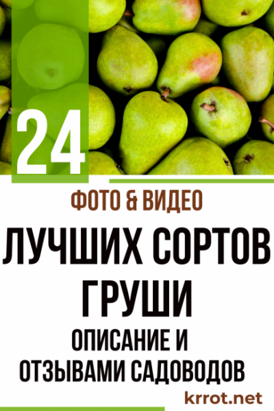 Груша: описание 24 лучших сортов с их фото и отзывами садоводов