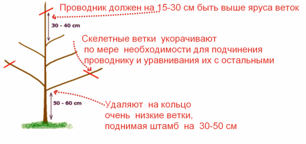 Миндаль: описание, посадка дерева или кустарника в открытом грунте, уход за ним, польза и возможный вред (Фото & Видео) +Отзывы