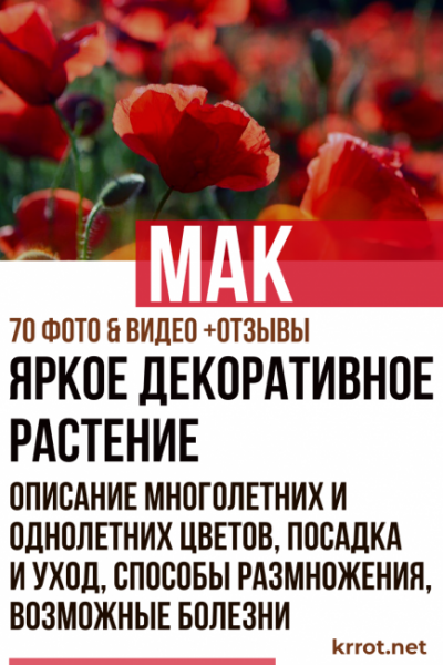 Мак — яркое декоративное растение: описание многолетних и однолетних цветов, посадка и уход, способы размножения, возможные болезни  (70 Фото & Видео) +Отзывы