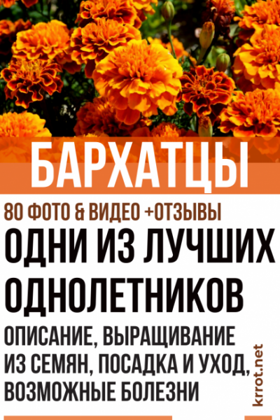 Бархатцы (Чернобривцы) Описание, выращивание из семян, посадка и уход, болезни (80+ Фото & Видео) +Отзывы