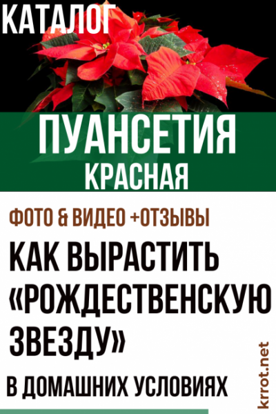 Пуансетия красная – уход в домашних условиях. Как ухаживать за «рождественской звездой» после покупки? (Фото & Видео) +Отзывы