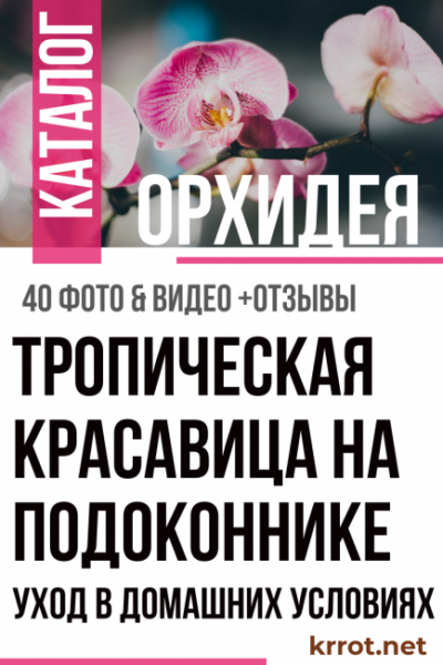 Уход за орхидеей в домашних условиях — Как ухаживать, поливать, пересадить?